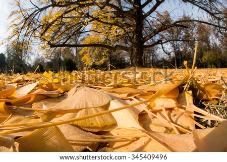 autumn leaves yellow ginko falling