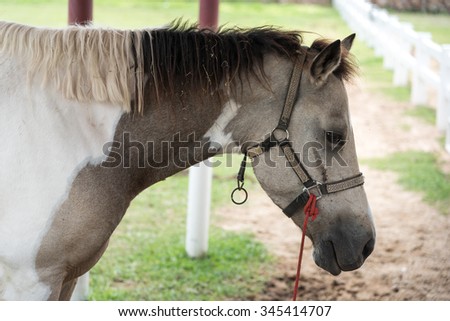 Beautiful Horse behind a farm