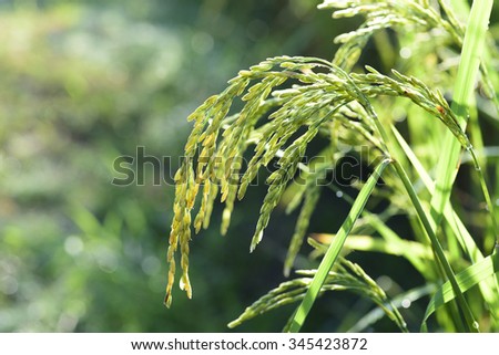 bright green ear of rice on the shallow dept of field and green background with dew at the morning