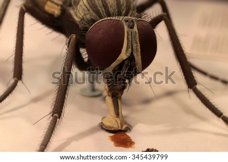 Photo macro portrait of one brown fly insect head with large compound eyes on sides short antennae and mouthparts consumes liquid food  on blurred beige background, horizontal picture 