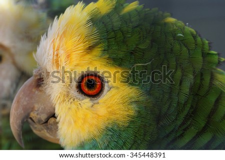 Parrot head