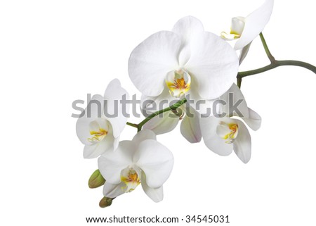 A tender white orchid. All isolated on white background. Royalty-Free Stock Photo #34545031