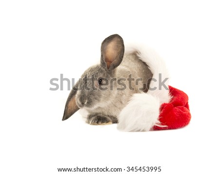Grey rabbit sitting in santa's hat isolated on a white background as a christmas card