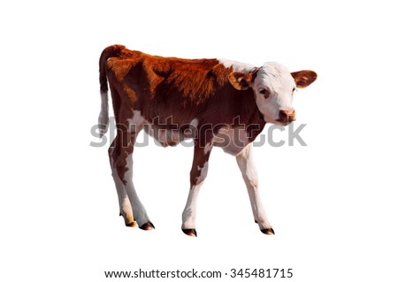 Young calf standing alone, isolated on white. Newborn baby cow Royalty-Free Stock Photo #345481715