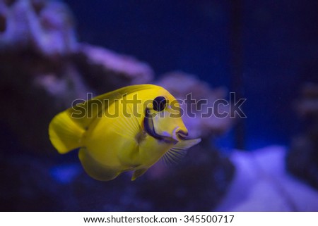 Mimic lemonpeel tang on a dark background in an interesting angle