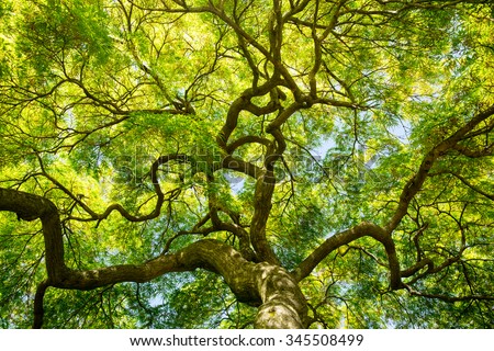 An upward view of a Japanese maple tree canopy in the Spring on the eastern shore of Maryland. Royalty-Free Stock Photo #345508499