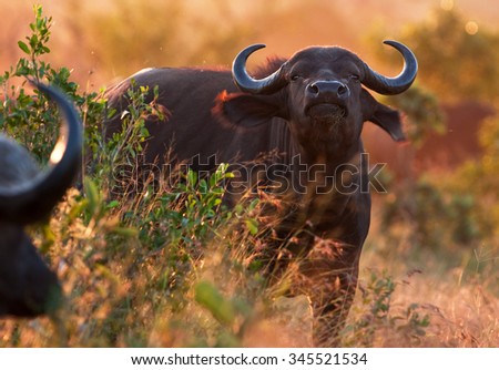 African buffalo, Cape buffalo, Syncerus caffer