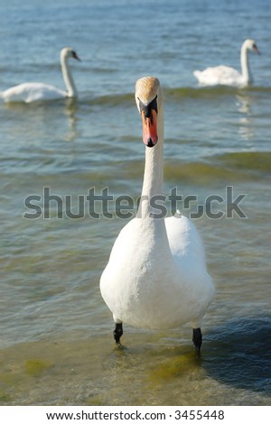 A closeup of a swan