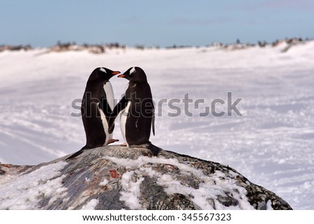 Two Gentoo Penguins (Pygoscelis Papua) in love in Antarctica standing on a rock with an icy white background looking at each other holding hands