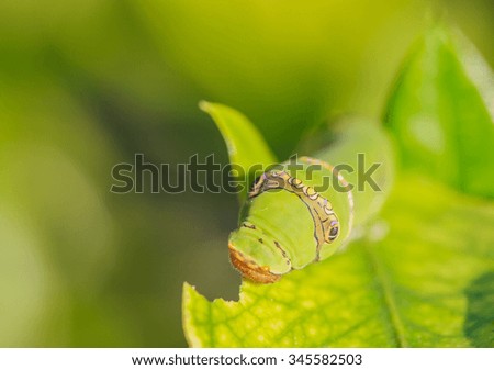 Caterpillar on green leaf select focus.
