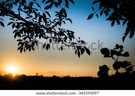 Silhouette tree before sunset