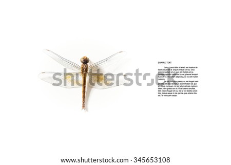 Dragonfly carcass on white background