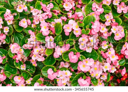 pink white flowers and green leaves in nature