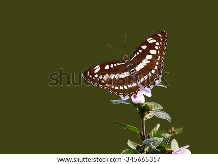 Athyma perius Linnaeus
Athyma perius Linnaeus butterfly at flower with dark green background. Royalty-Free Stock Photo #345665357
