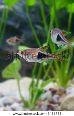 fish swimming in an aquarium of various background