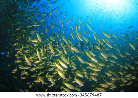 Yellow Bigeye Snapper fish underwater on coral reef