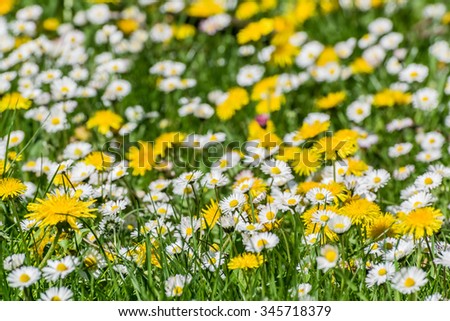 Soft background with wildflowers meadow