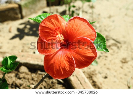 red hibiscus flower in garden