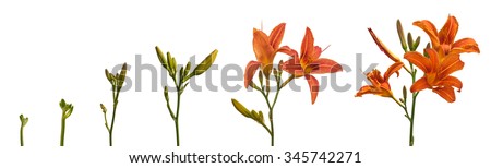 Stages of growth and flowering orange daylily on a white background isolation Royalty-Free Stock Photo #345742271