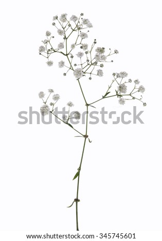 Gypsophila (Baby's-breath flowers), light, airy masses of small white flowers. Royalty-Free Stock Photo #345745601