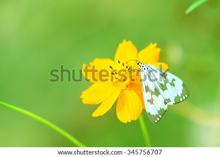 butterfly fly in morning nature