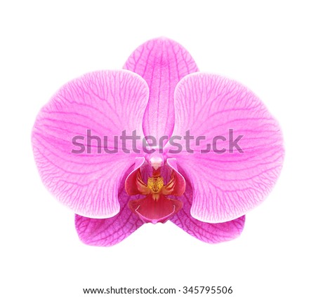 Pink orchid flower isolated on white background Royalty-Free Stock Photo #345795506