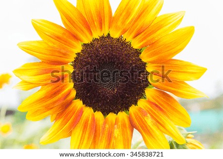 Close up sunflower with exotic colorful.