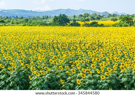 Sun flowers field, Khao Yai