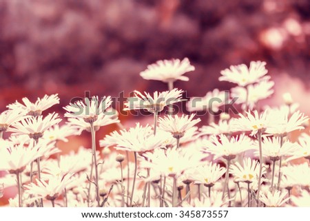 Camomile texture background outdoor