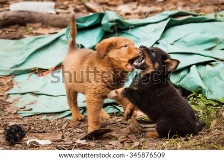 Cute stray puppies playing together