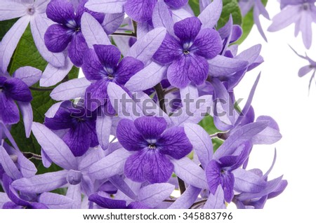 Violet flowers on white background