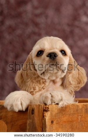 american cocker spaniel puppy with in a wooden box