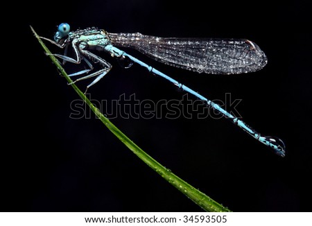 Blue dragonfly on a grass
