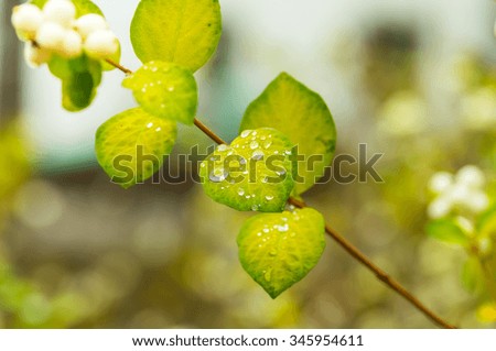 Green leaf on a branch with water drops