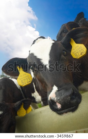 funny picture of a baby cow taken with a wide angle lens