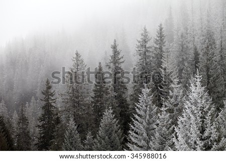 Frozen winter forest in the fog. Carpathian, Ukraine. Royalty-Free Stock Photo #345988016