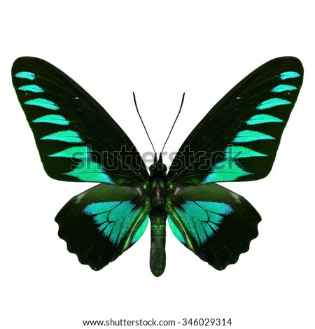 Beautiful pale green butterfly, the Rajah Brooke's Birdwing (Trogonoptera brookiana) in fancy variation color profile isolated on white background