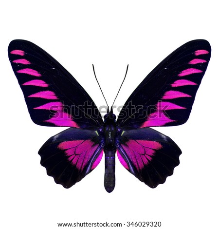 Beautiful pink butterfly, the Rajah Brooke's Birdwing (Trogonoptera brookiana) in fancy variation color profile isolated on white background