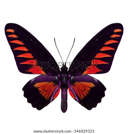 Beautiful red butterfly, the Rajah Brooke's Birdwing (Trogonoptera brookiana) in fancy variation color profile isolated on white background