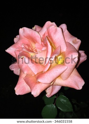 Rose in the night