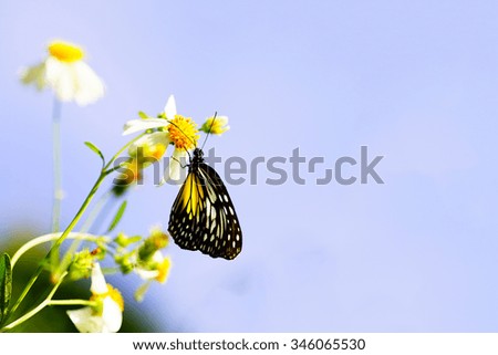Colorful butterfly with yellow,white flower in the morning on blurry background:Close up,select focus with shallow depth of field:ideal use for background.