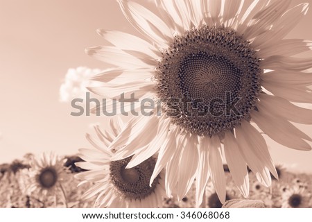 Sunflower field ,closeup and monotone style image