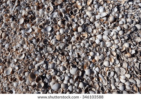 close-up texture for background seashells on the shore of the morning 
