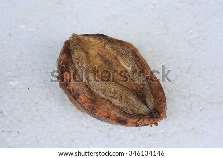 Abalone , Ormer Royalty-Free Stock Photo #346134146