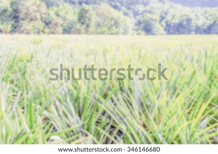 Defocused background of Pineapple plantation in French Polynesia. Intentionally blurred post production for bokeh effect