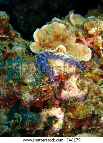 Another species of nudibranch called Pteraeolidia ianthina. Looked like a serpent and may sting if touched.