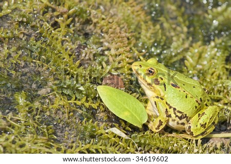  Closeup picture of Lake Frog  (Rana Ridibunda Pallas)