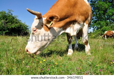 A cow on the pasture.