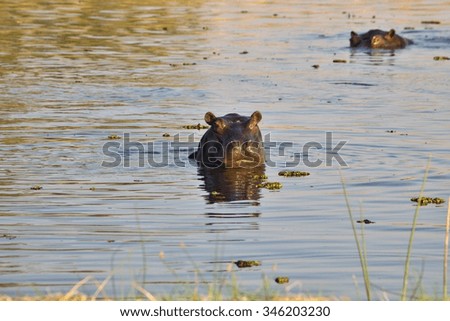  Hippopotamus, Hippopotamus amphibius,Okavango, Botswana