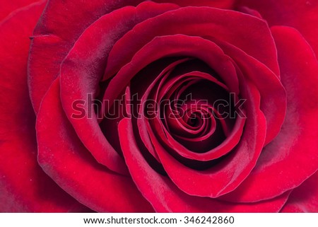 Red rose poster, wallpaper
